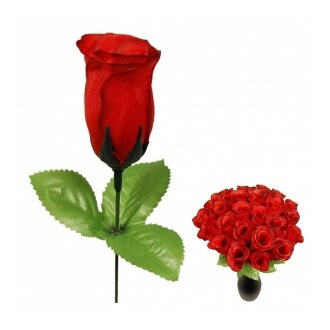 Rose Hecken aufgeblüht nur rot schwarzer Rand 25,5 cm