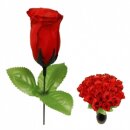 Rose Hecken aufgeblüht nur rot schwarzer Rand 25,5 cm