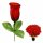 Rose Hecken aufgeblüht nur rot schwarzer Rand 25,5 cm
